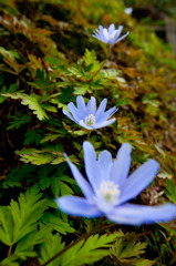 片栗花