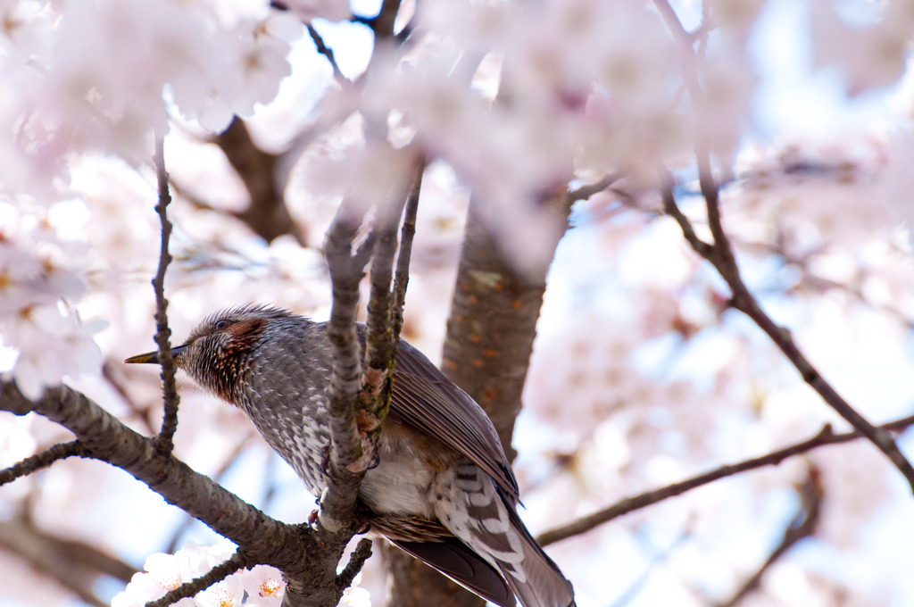 春の中に紛れて。