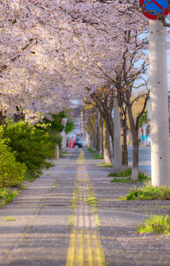 春先の通り道