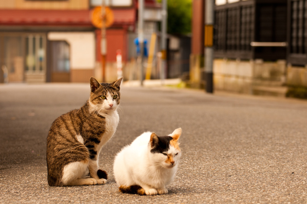 レトロな町の小さな住人