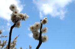栗林公園は今が見頃です