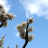 栗林公園は今が見頃です