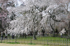 京都御苑の糸桜