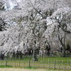 京都御苑の糸桜