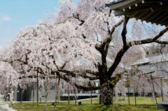 京都の桜　三宝院にて