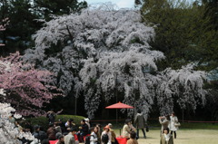 醍醐寺