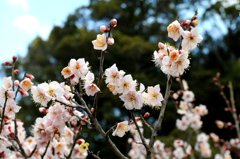 栗林公園は今が見頃です