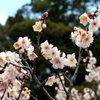 栗林公園は今が見頃です