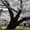 京都の桜　三宝院にて