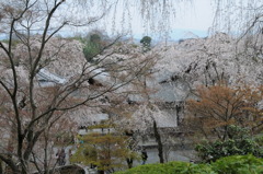 天竜寺