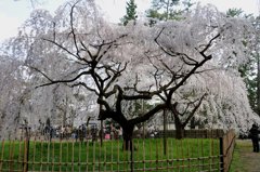 京都御苑の糸桜