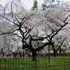 京都御苑の糸桜