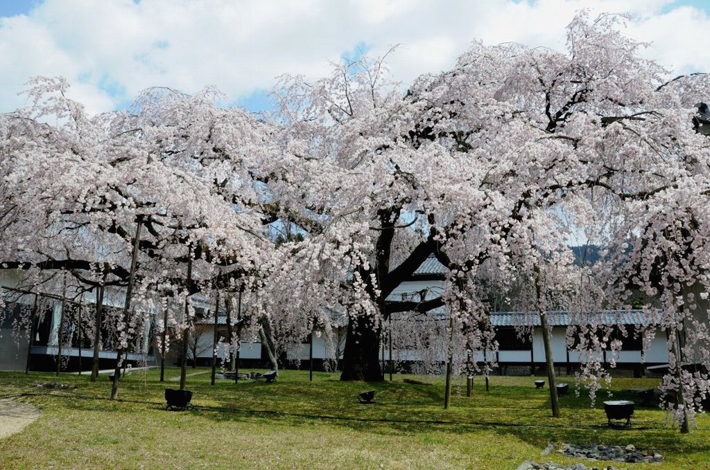 京都の桜　三宝院にて