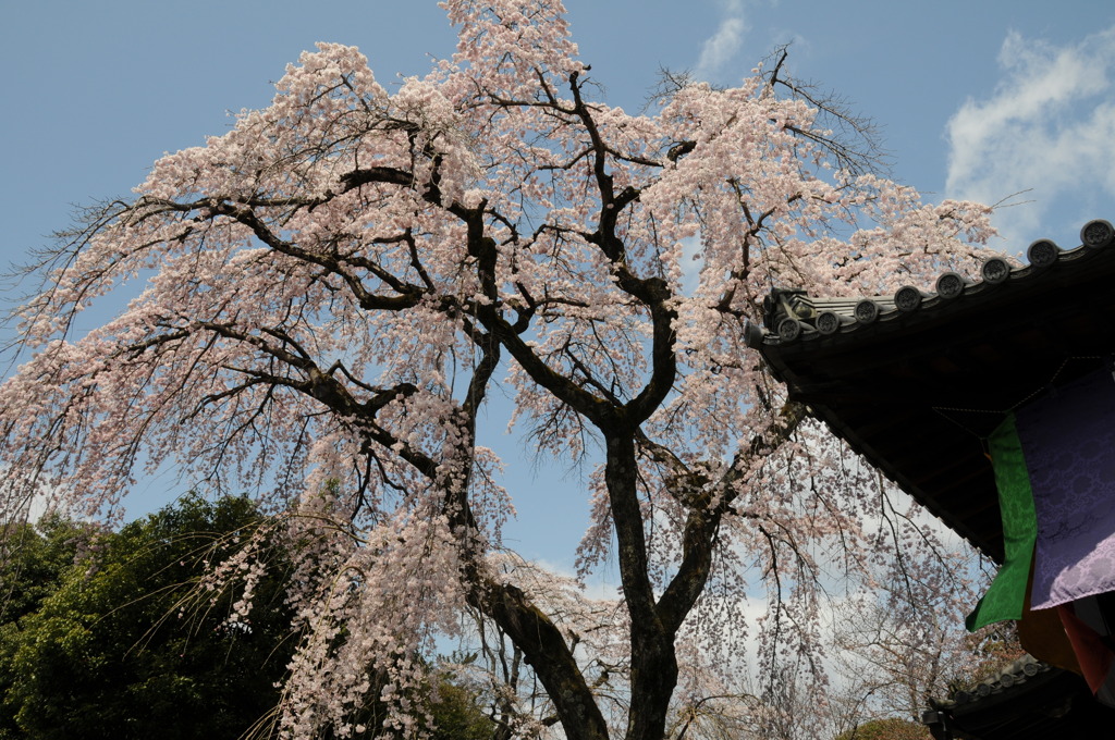 醍醐寺