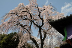 醍醐寺