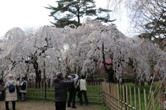 京都御苑の糸桜