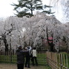 京都御苑の糸桜