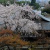 天竜寺