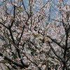 メジロが