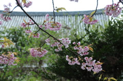 醍醐寺