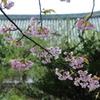 醍醐寺