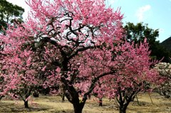 栗林公園は今が見頃です