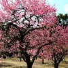 栗林公園は今が見頃です
