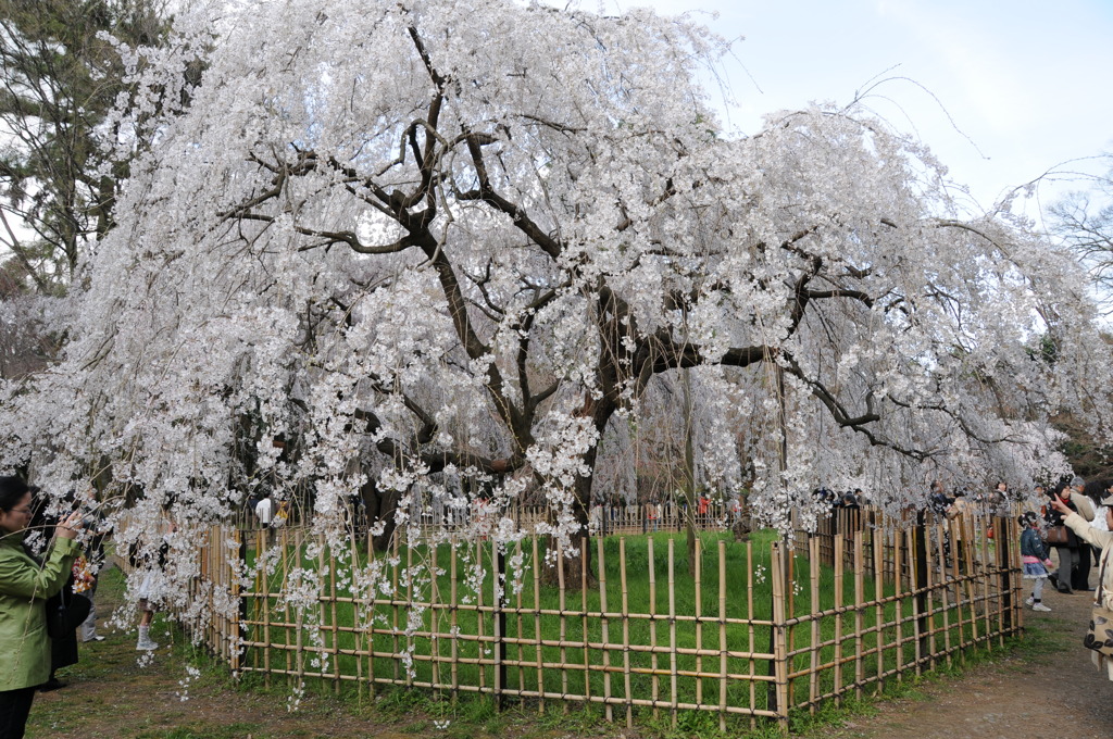 京都御苑の糸桜
