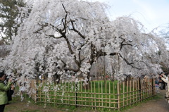 京都御苑の糸桜