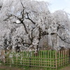 京都御苑の糸桜