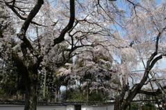 醍醐寺