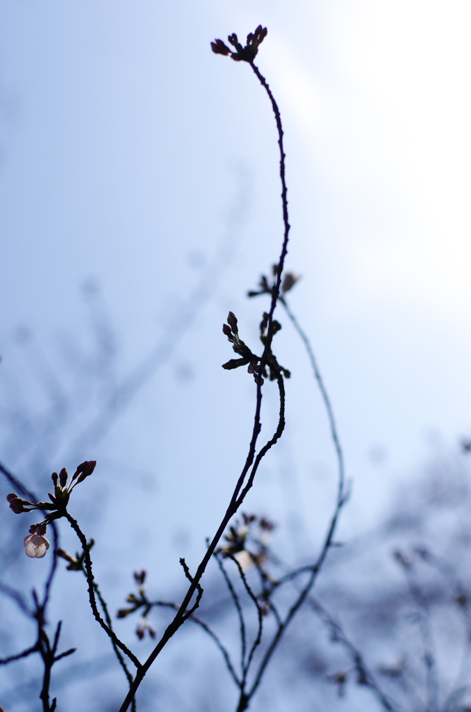 蕾
