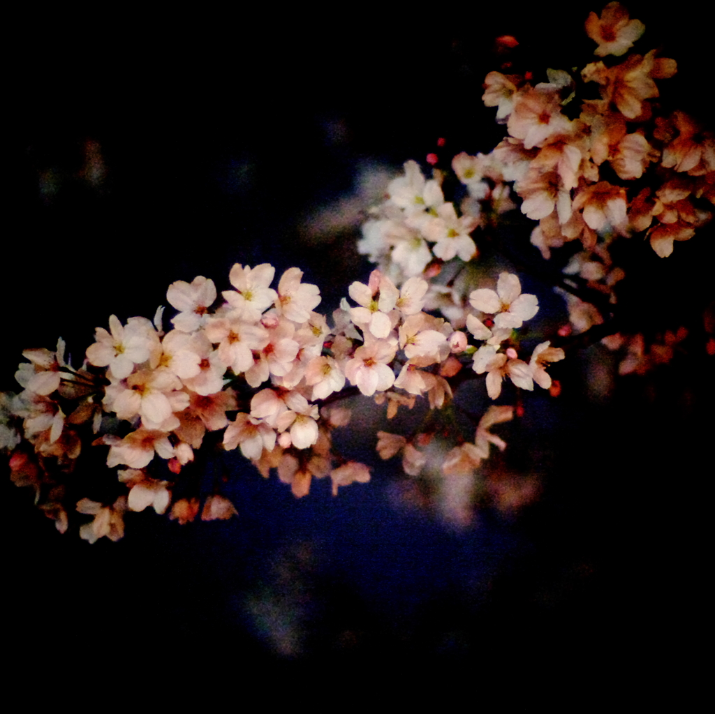 夜桜