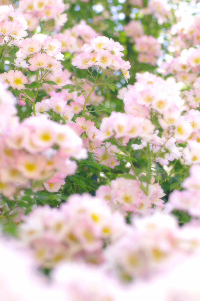 桜のように。