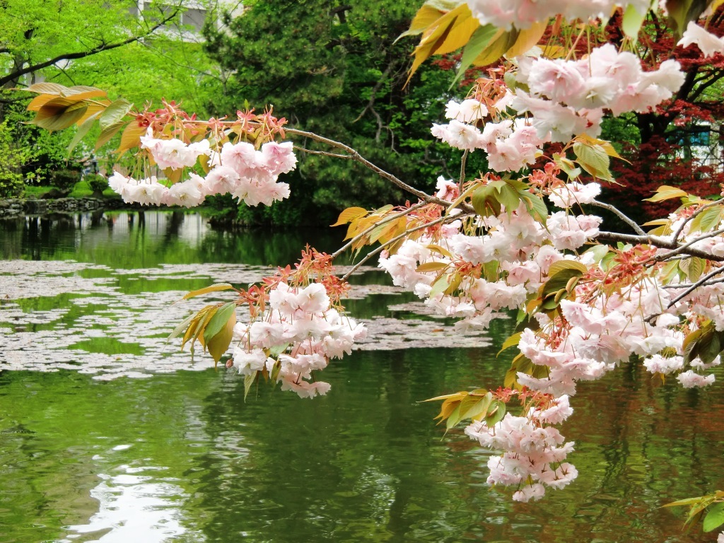 2010,5,22道庁の桜