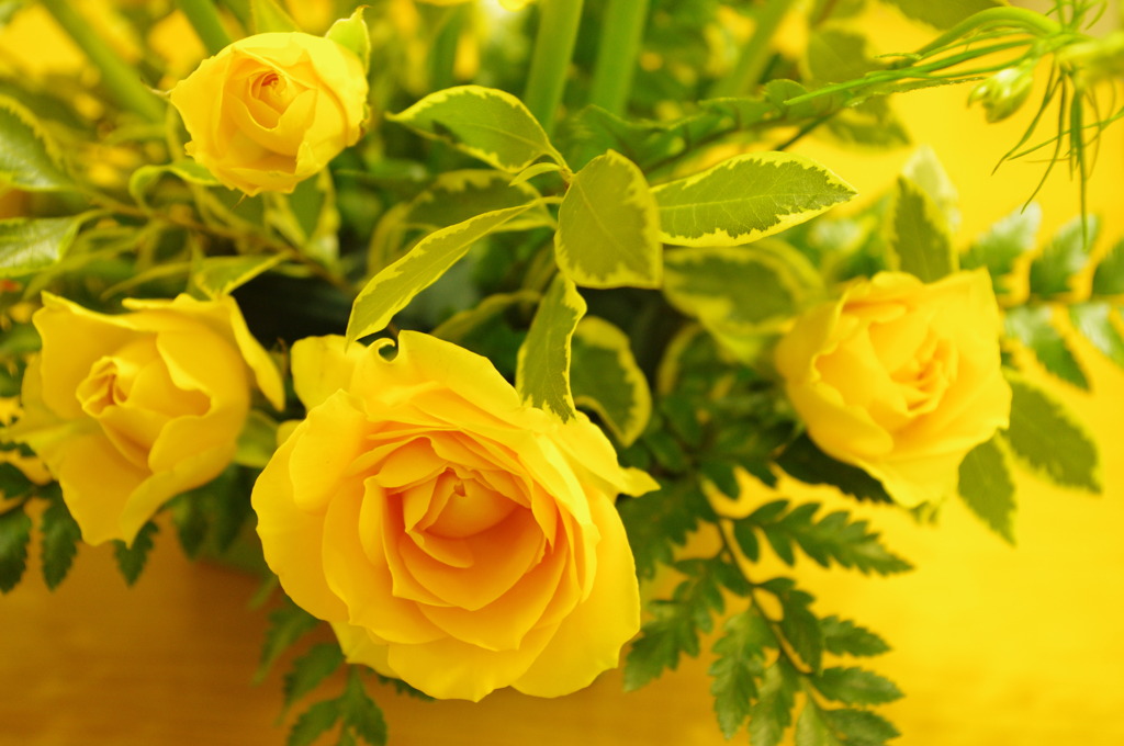 Yellow Arrange