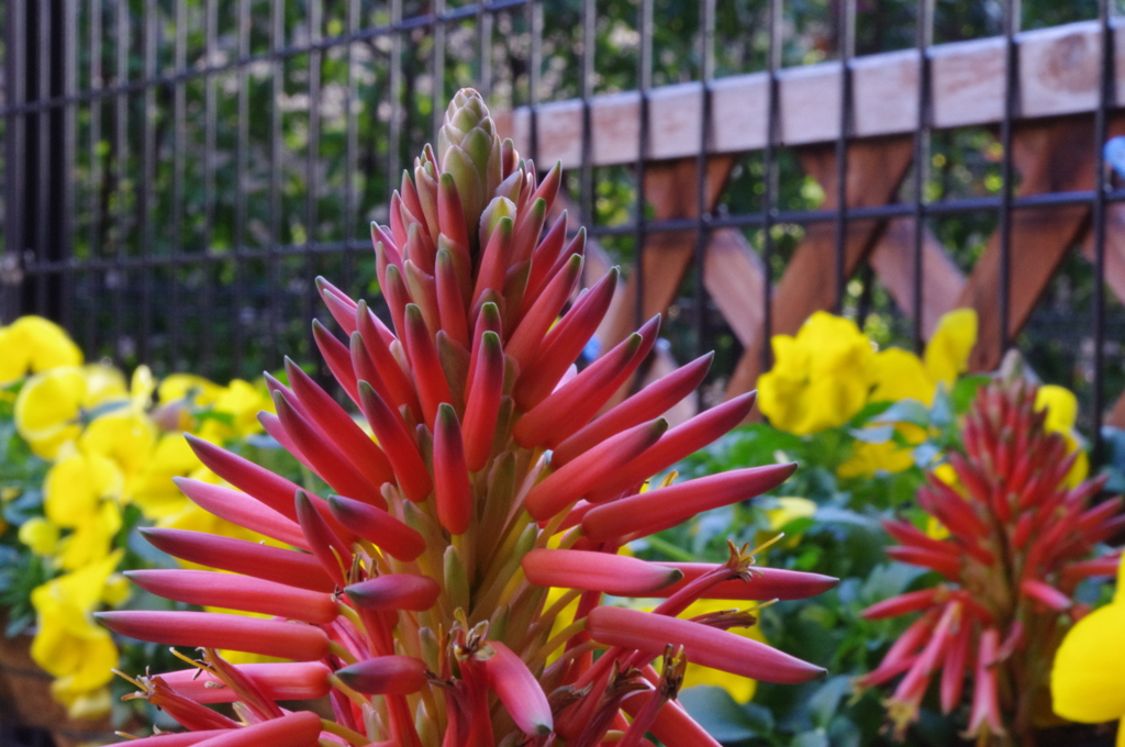 アロエの花