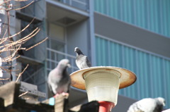 くるっぽー