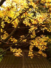 紅葉