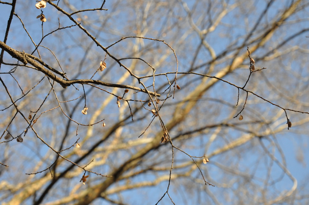 DSC_0008