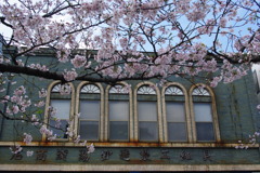 桜・鎌倉