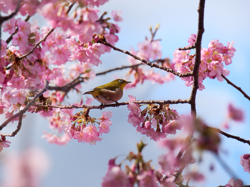 河津桜とメジロ