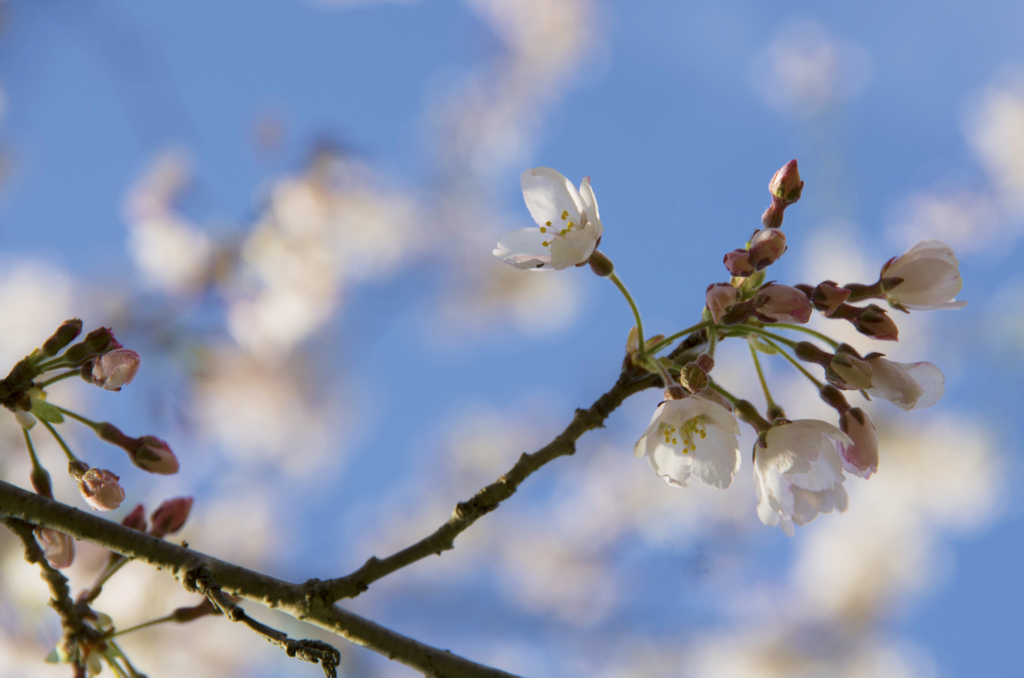 桜の花