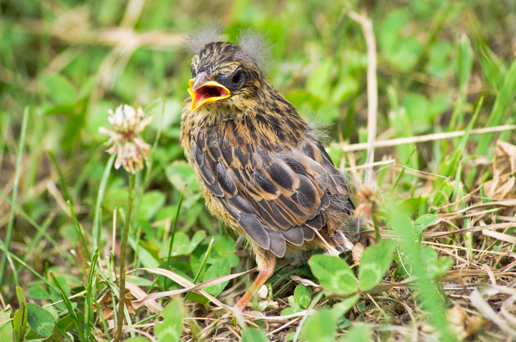 幼鳥