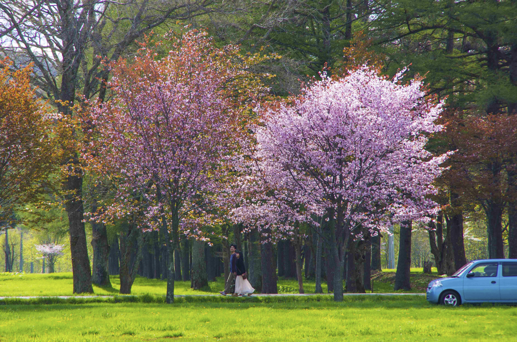 2人で桜見に