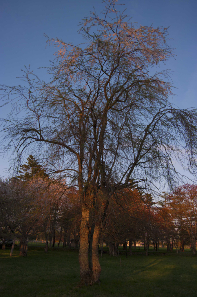 桜の季節の夕暮れ