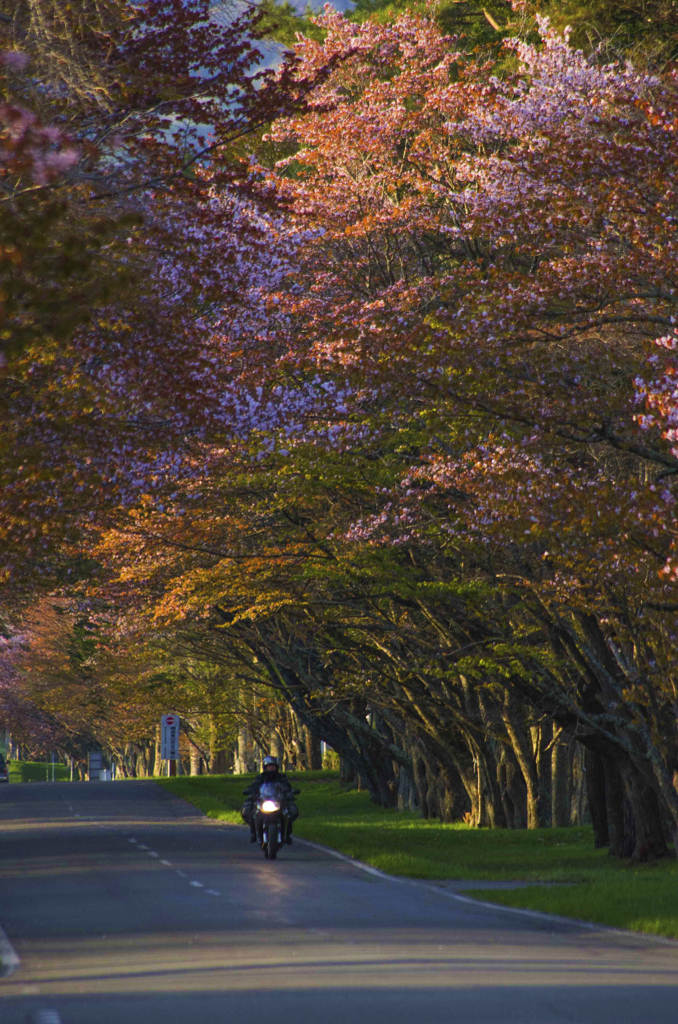 桜の道を