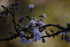 桜の花２