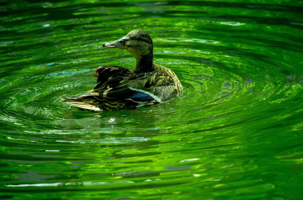 水鳥と水紋１