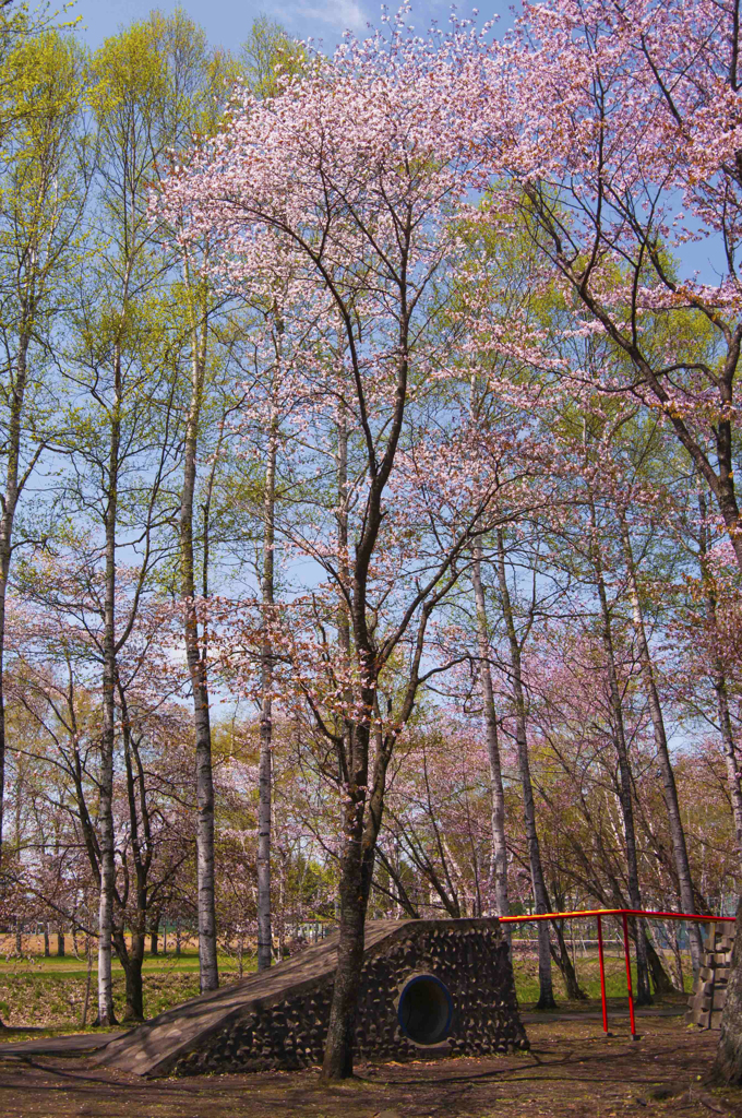 公園の桜